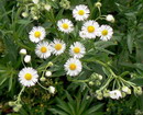 مینای چمنی